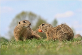 <p>SYSEL OBECNÝ (Spermophilus citellus) /European ground squirrel - Europäischer Ziesel/</p>